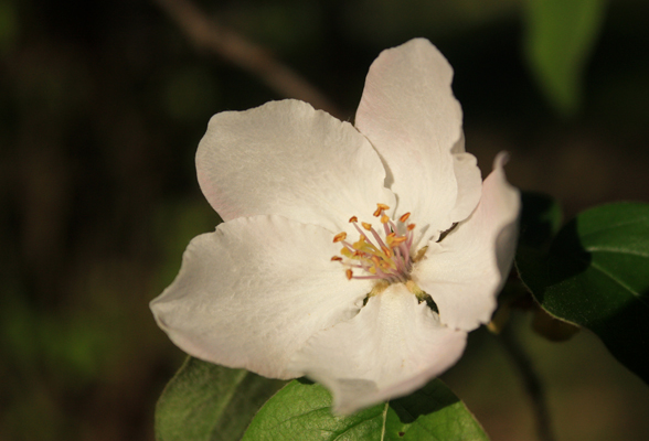 qta-conchas-11