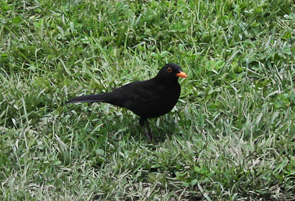 This bird will fly